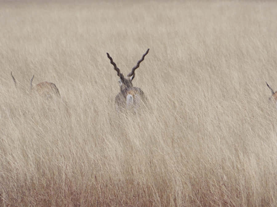 Blackbuck Hidingin Tall Grass Wallpaper