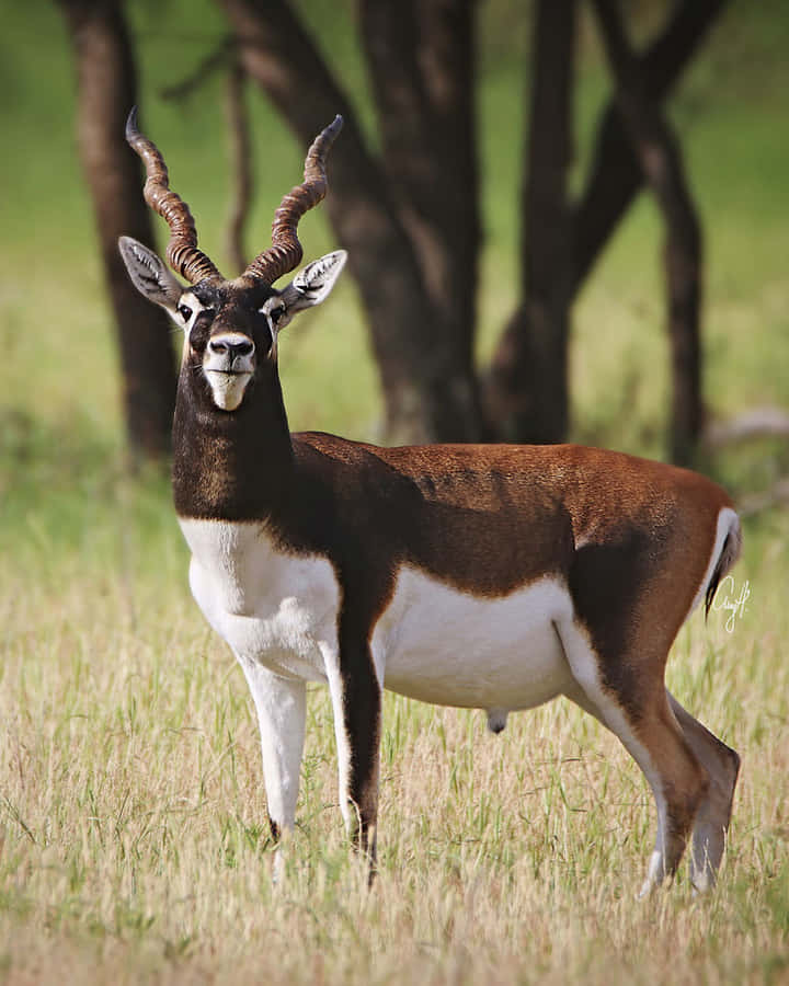 Blackbuckin Grassy Meadow Wallpaper