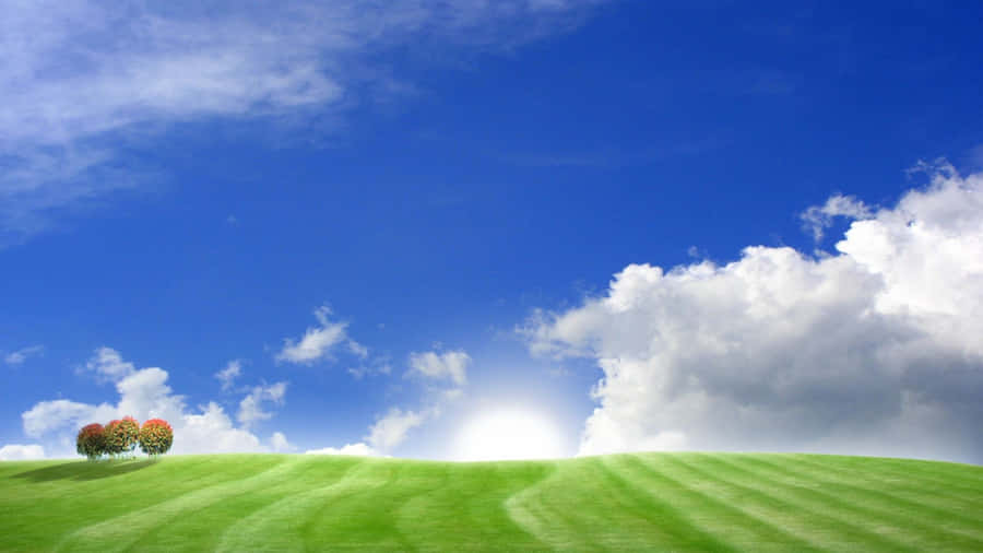 Blissful Green Field Wallpaper