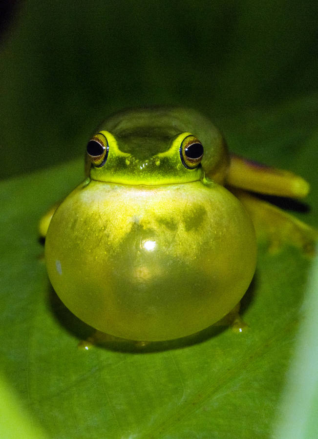 Bloated Green Frog Wallpaper