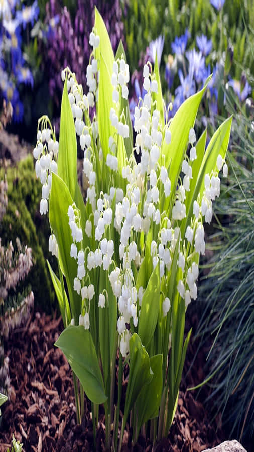 Blooming Lilyofthe Valley Flowers Wallpaper