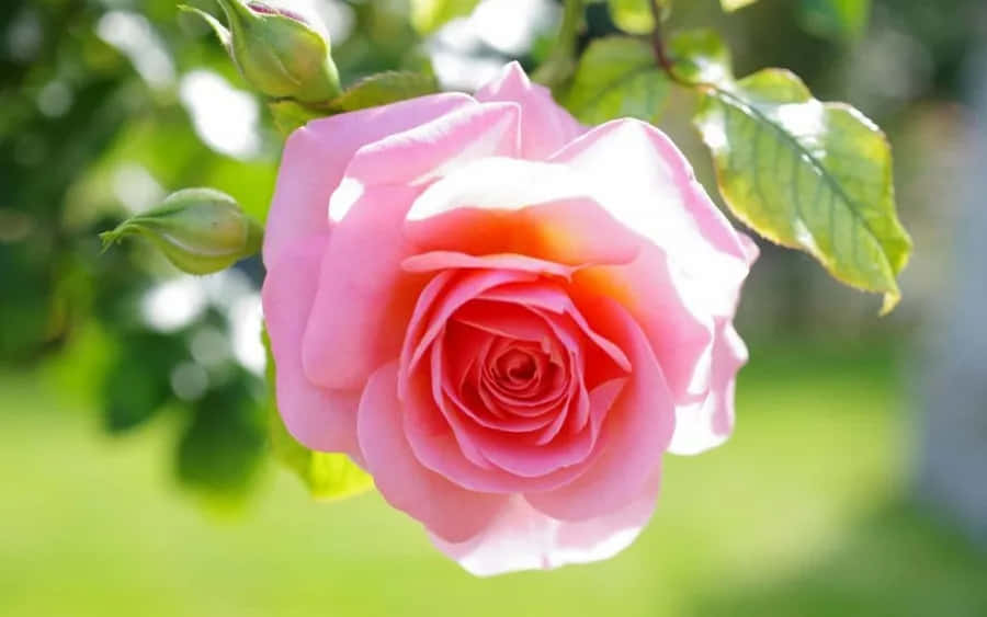 Blooming Pink Rose Sunlit Garden.jpg Wallpaper