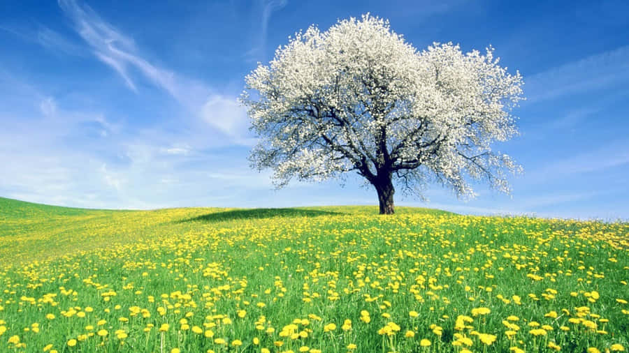 Blooming Spring Trees In A Serene Landscape Wallpaper