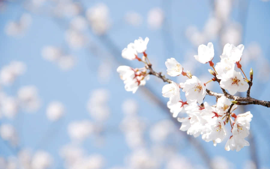 Blooming Trees And Green Grass Under Vibrant Blue Skies Wallpaper