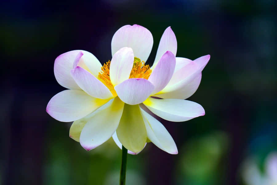 Blooming White Lotus Flower Wallpaper