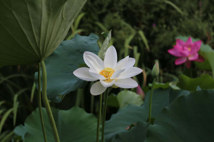 Blooming White Lotus Flower Wallpaper