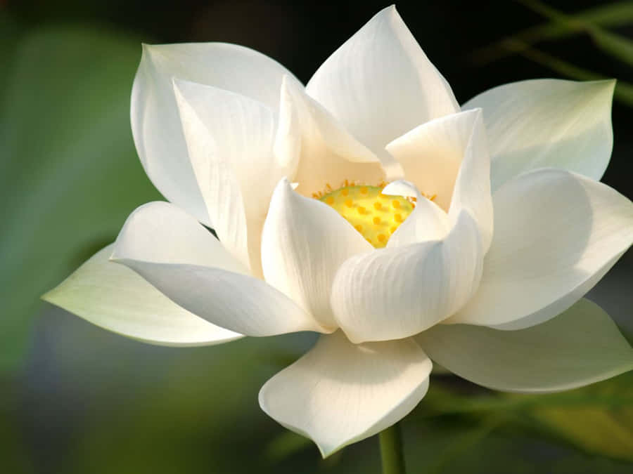Blooming White Lotus Flower Wallpaper