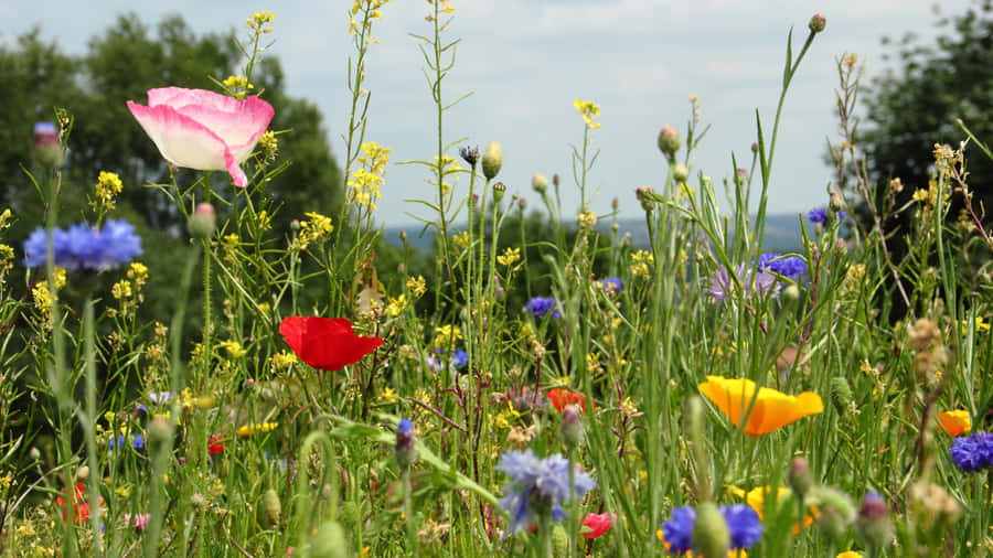 Blooming Wildflowers In A Lush Meadow Wallpaper