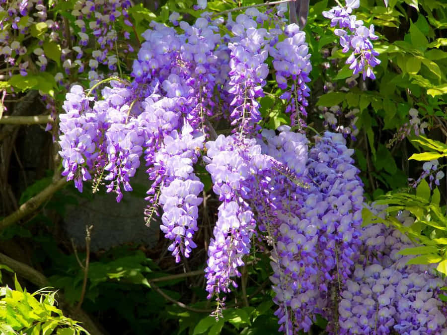 Blooming Wisteria Clusters.jpg Wallpaper