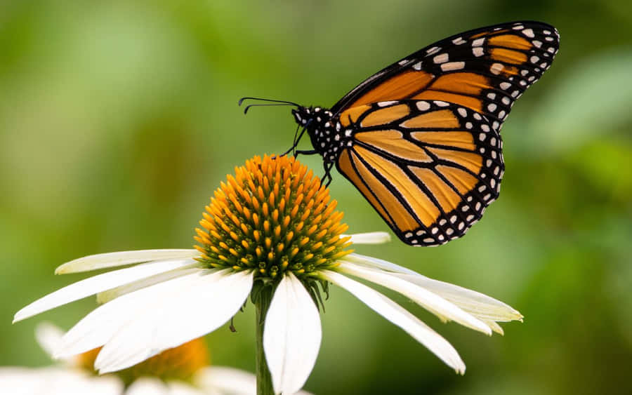 Blossoming Nature In Springtime Wallpaper