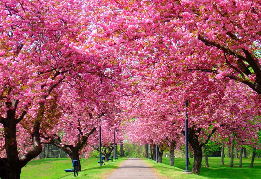 Blossoming Spring Trees In A Lush Green Park Wallpaper