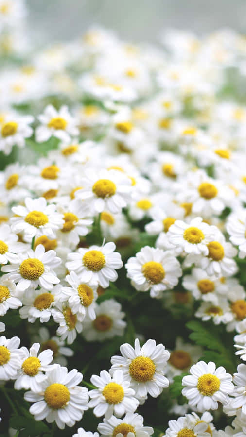 Blossoming White Spring Daisy Iphone Wallpaper