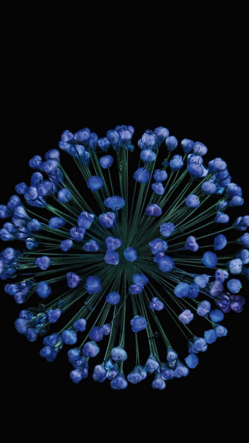 Blue Flower Burston Black Background Wallpaper