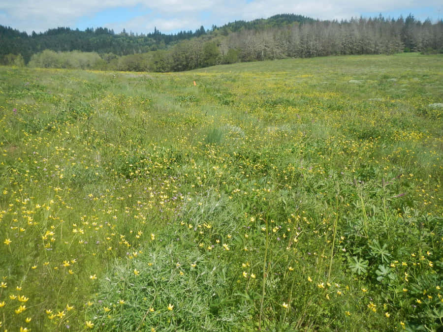 Blue Grass Cast A Vibrant Hue Over The Rolling Hills Wallpaper