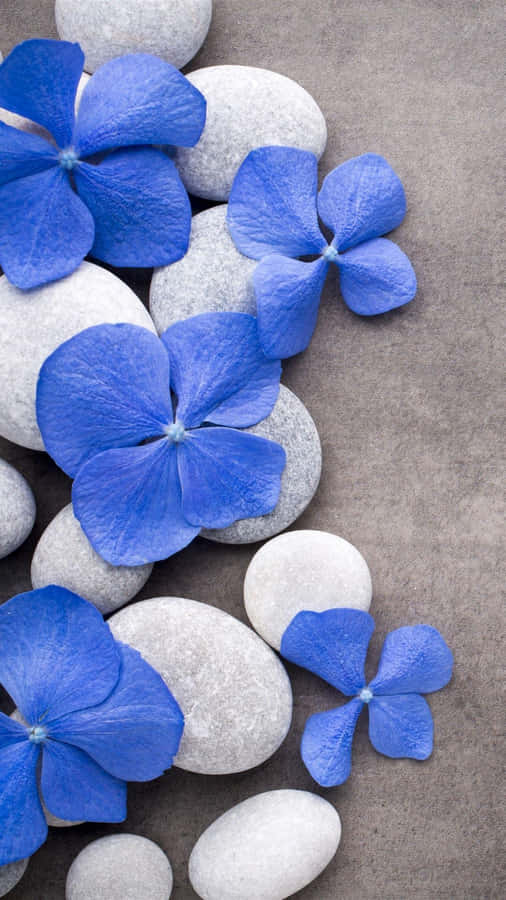 Blue Hydrangea Flowersand Spa Stones Wallpaper