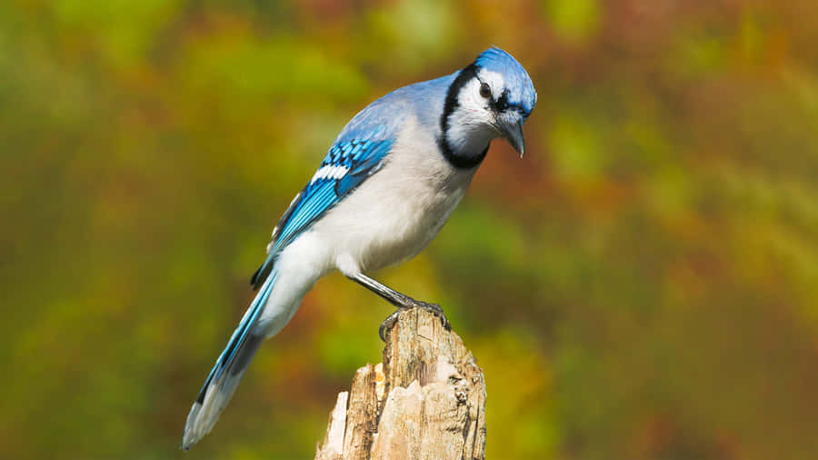 Blue Jay Perchedon Tree Stump Wallpaper