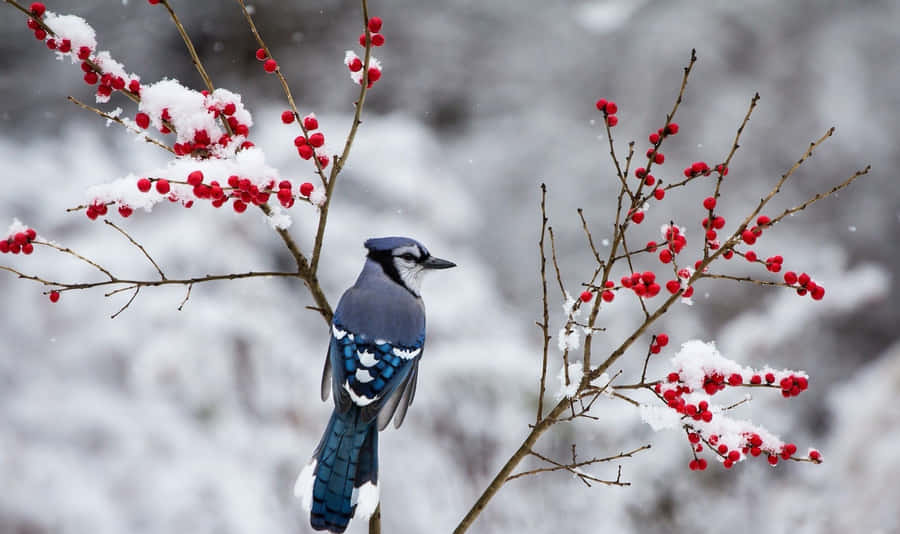 Blue Jayin Snowy Setting Wallpaper