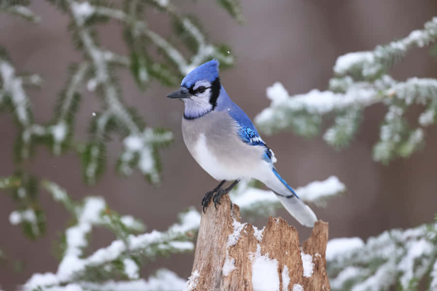 Blue Jayin Winter Wonderland.jpg Wallpaper