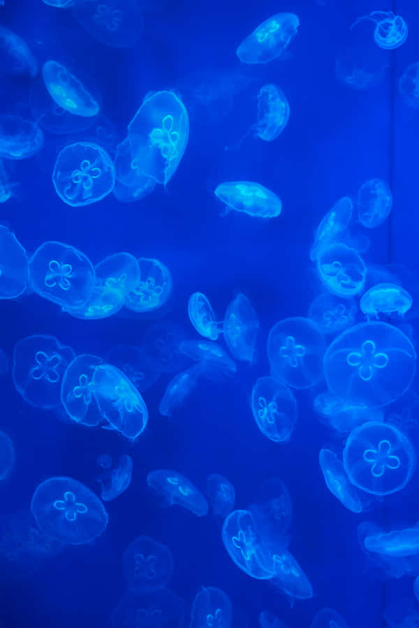 Blue Jellyfish Underwater Scene.jpg Wallpaper