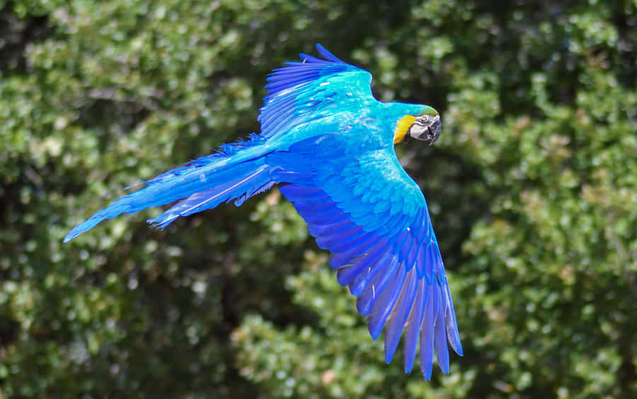 Blue Macaw In Flight Wallpaper