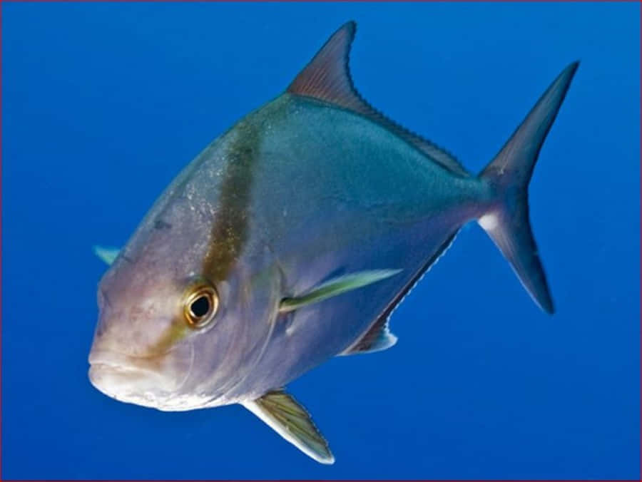 Blue Ocean Jack Fish Wallpaper