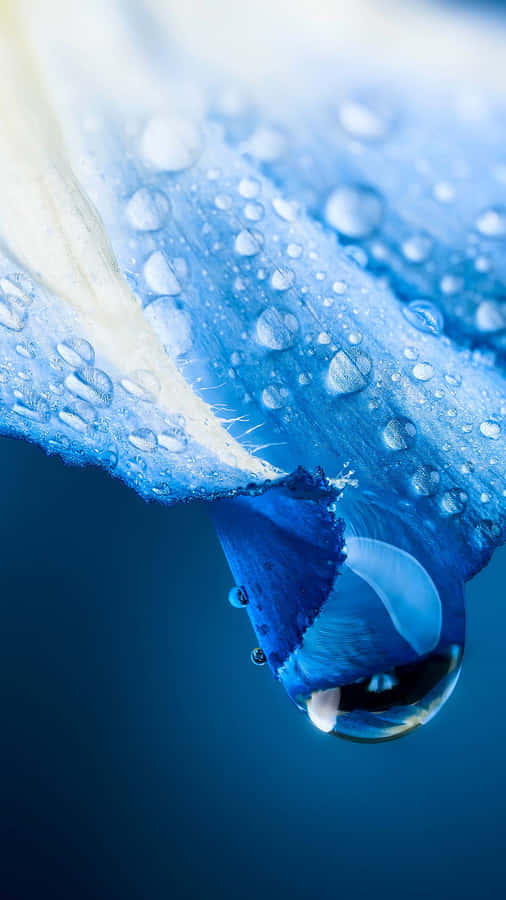 Blue Petal Water Droplets Macro Wallpaper