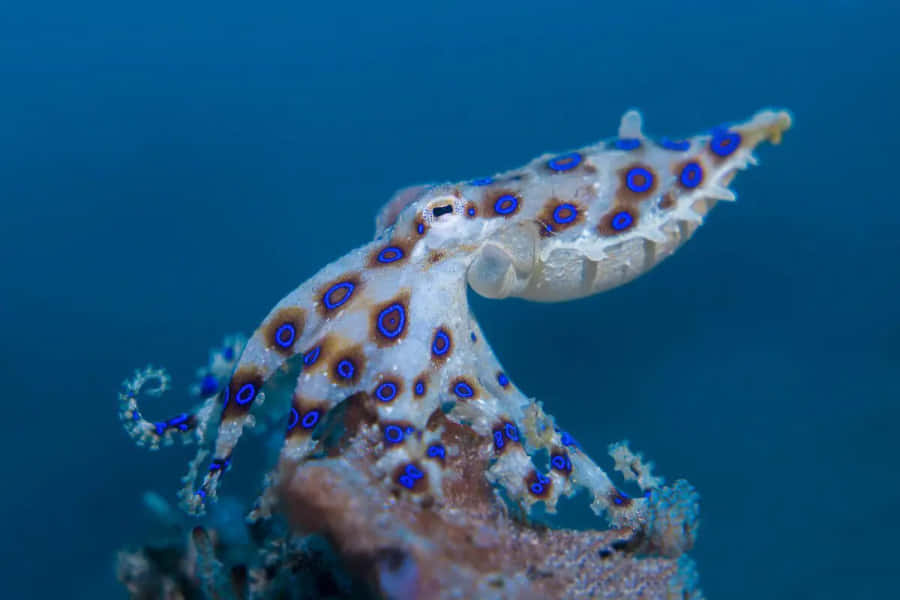 Blue Ringed Octopus Underwater Wallpaper