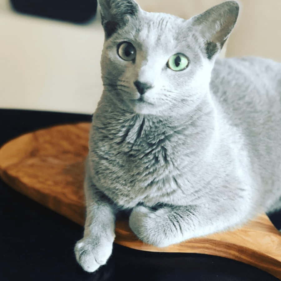 Blue Russian Cat Gracefully Lounging On A Soft Surface Wallpaper