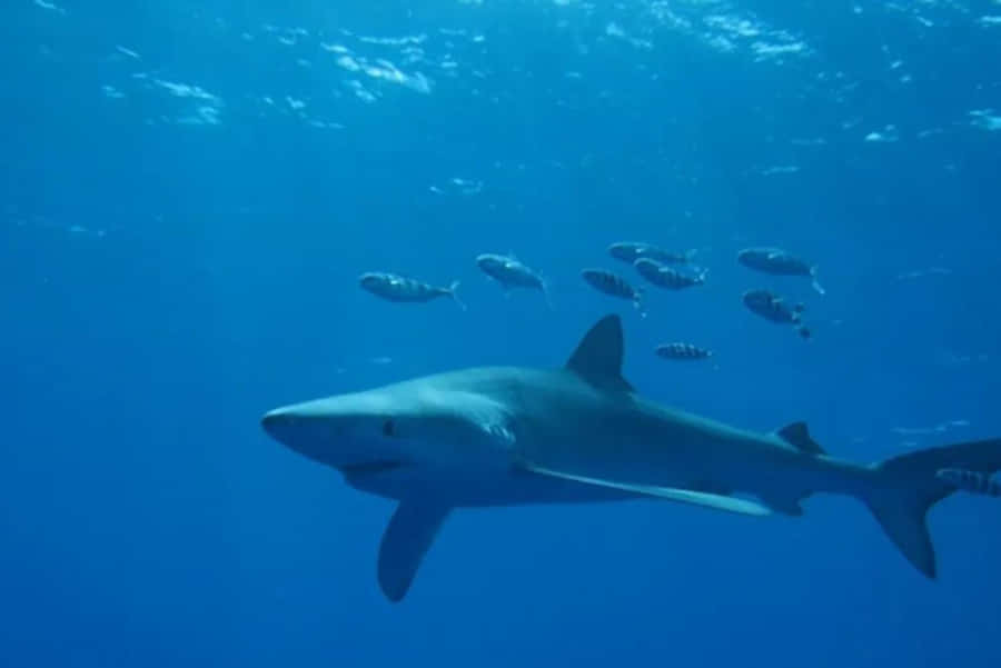 Blue Shark Swimming With Fish Wallpaper