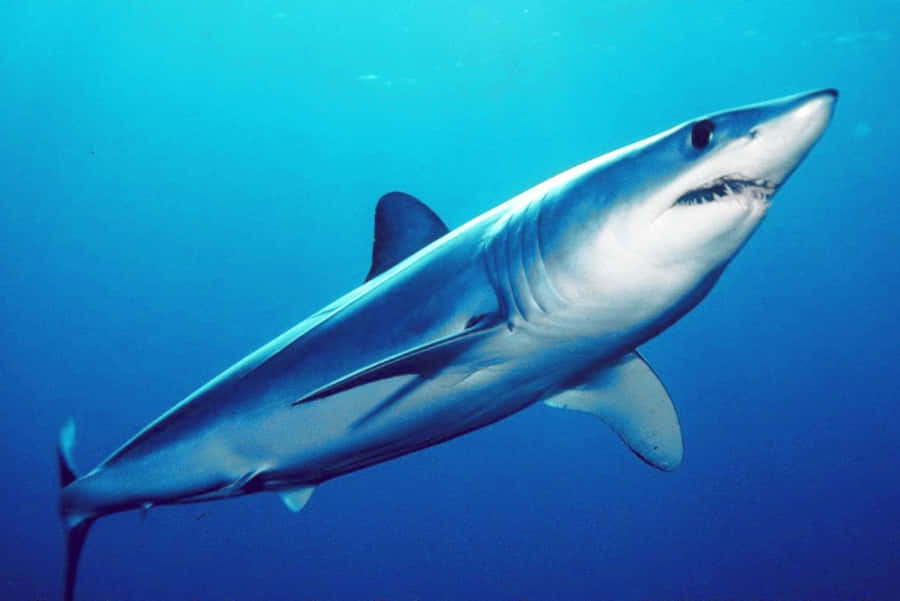 Blue Shark Underwater Swimming Wallpaper