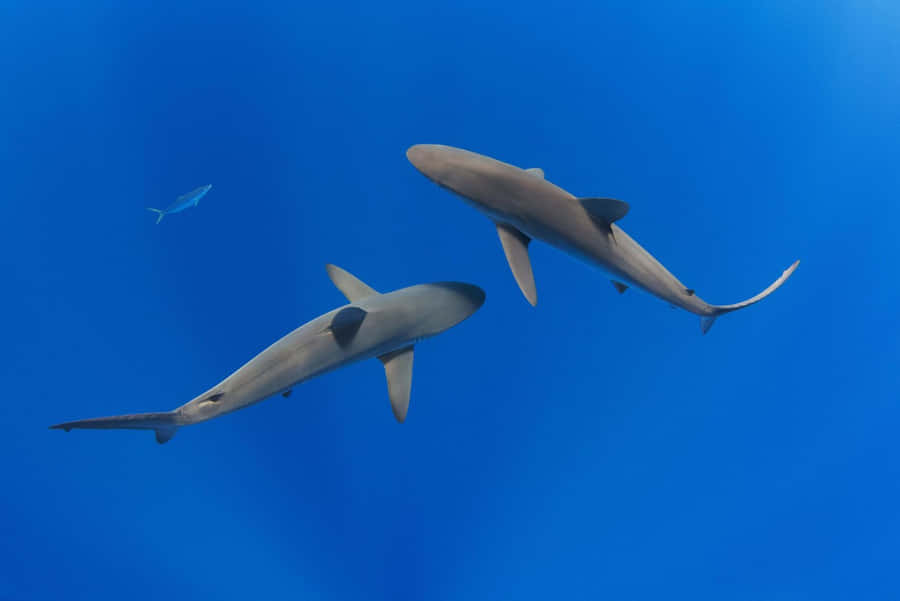 Blue Sharks Swimming Underwater Wallpaper