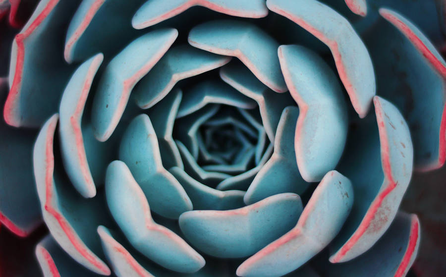 Blue Spiral Flower Wallpaper