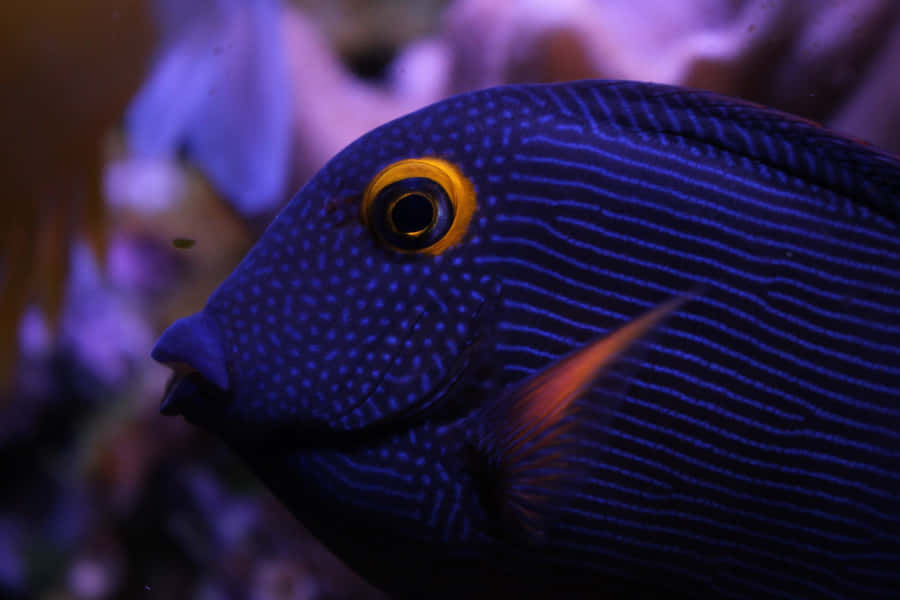Blue Tang Fish Closeup Wallpaper