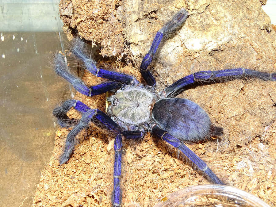 Blue Tarantulaon Substrate.jpg Wallpaper