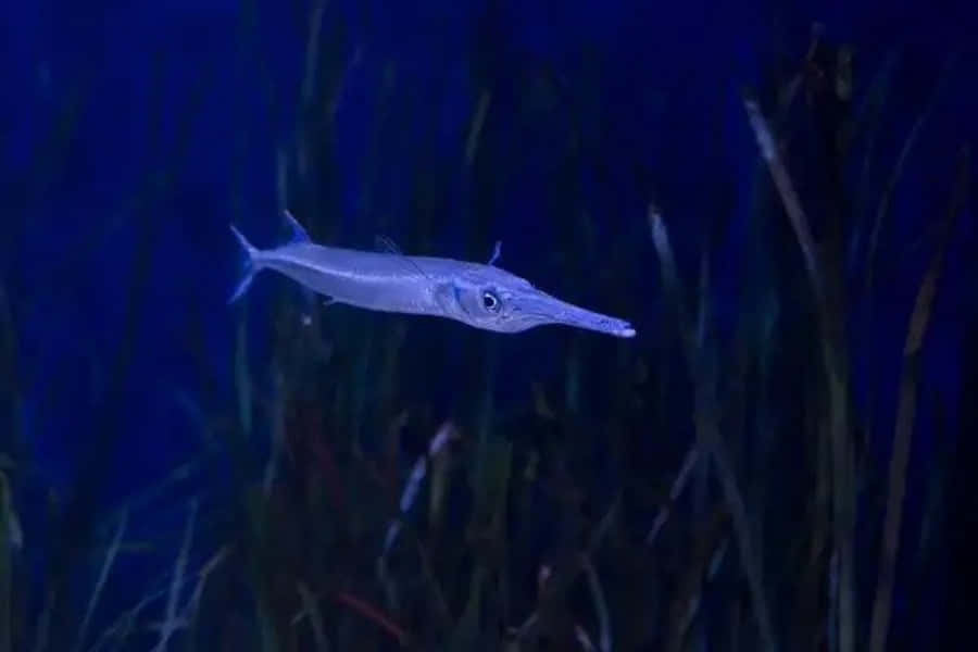 Blue Water Needlefish Swimming Wallpaper