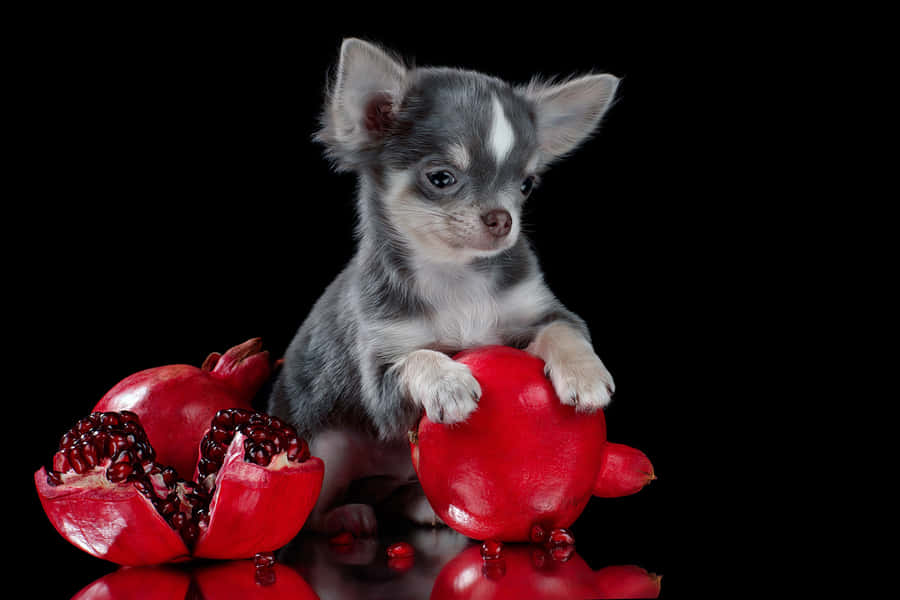 Blue & White Coated Chihuahua Dog With Grapefruit Wallpaper