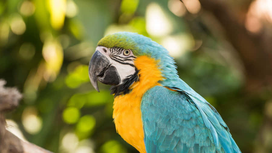 Blueand Yellow Macaw Portrait Wallpaper