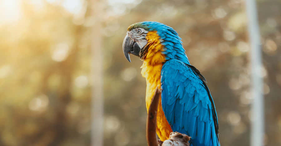 Blueand Yellow Macawat Sunset Wallpaper