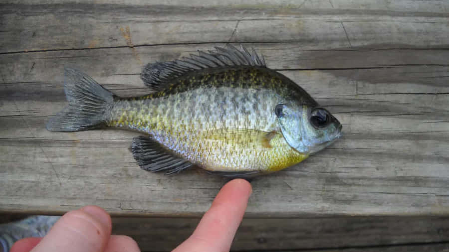 Bluegill Fish On Wooden Dock Wallpaper
