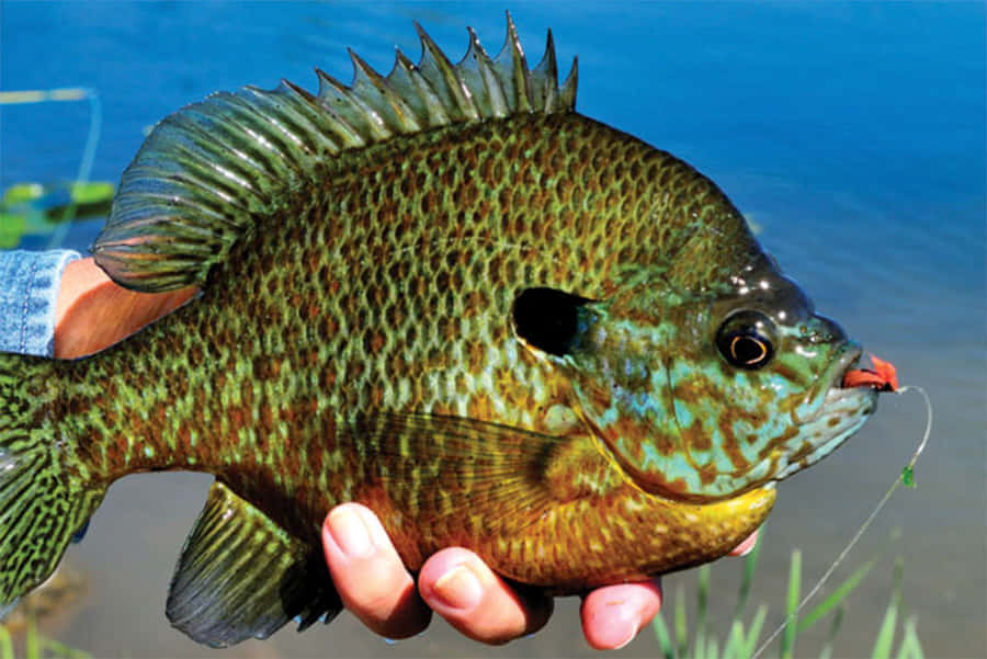 Bluegill Sunfish Caughton Lure Wallpaper