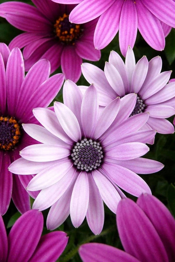 Blumen Flower Desktop Background Wallpaper