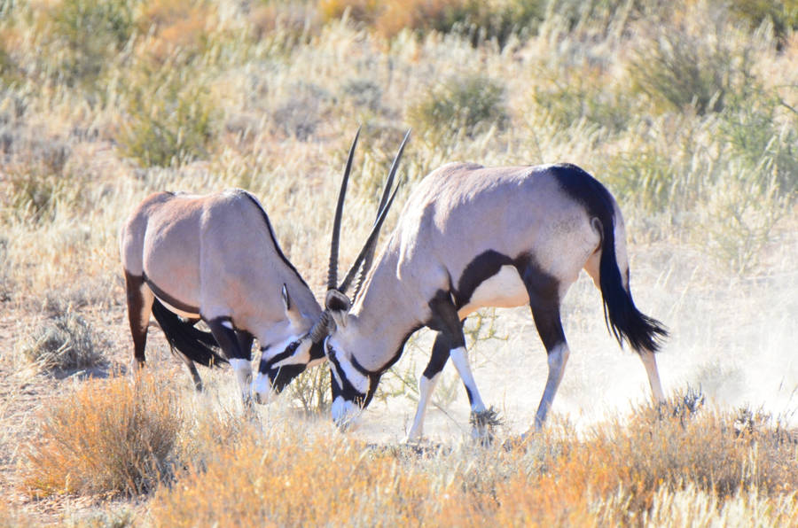 Botswana Gemsboks Bowing Wallpaper