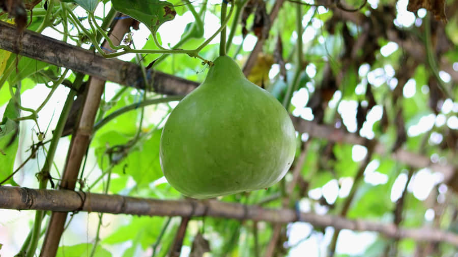 Bottle Gourd Growing On Vine Wallpaper