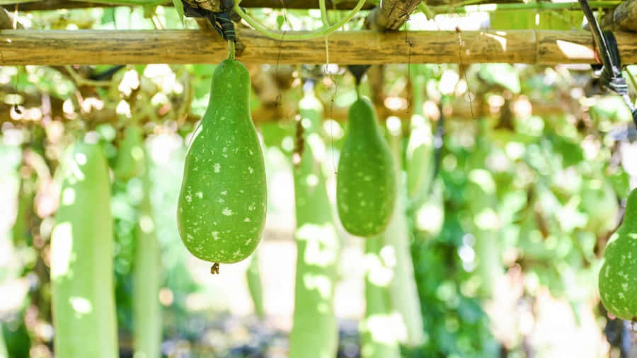 Bottle Gourd Growing On Vine Wallpaper