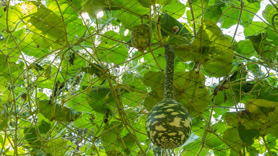 Bottle Gourd Growing On Vine Wallpaper