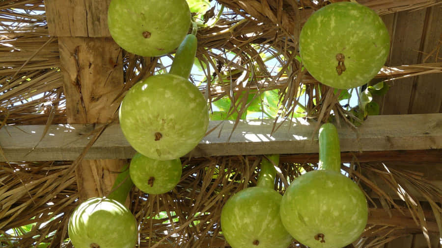 Bottle Gourd Growing On Vine Wallpaper