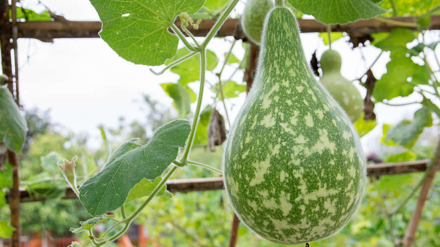 Bottle Gourd Growing On Vine Wallpaper
