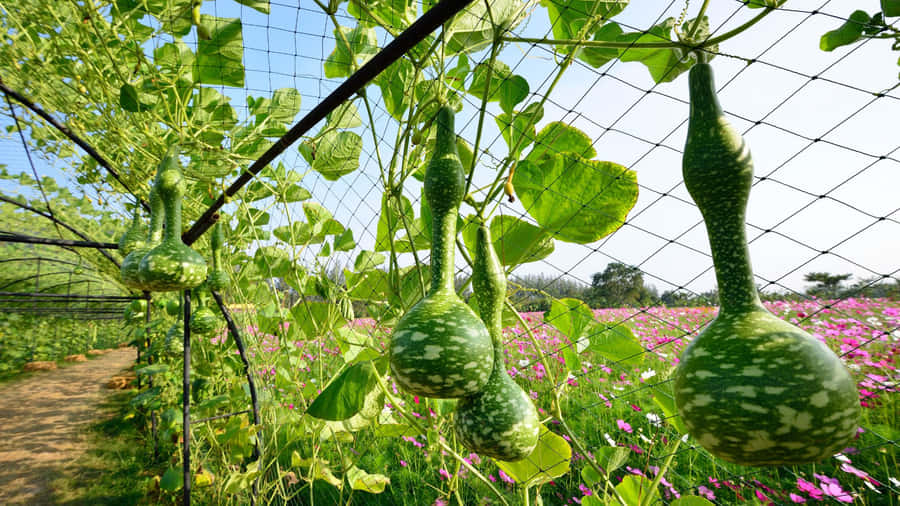 Bottle Gourd Growing On Vine Wallpaper