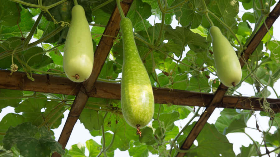 Bottle Gourd Growing On Vine Wallpaper