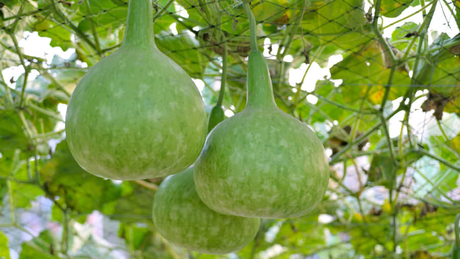 Bottle Gourd Growing On Vine Wallpaper